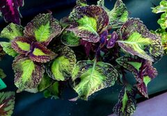 Сюрприз UO колеус