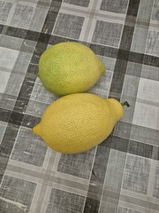 Teofrast.ru Саженцы лимон сортовой микс 1