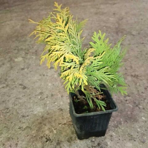 Туя западная 