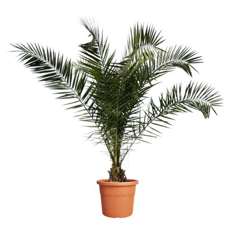 Финик Канарский