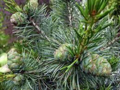 Сосна гибкая Глаука