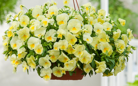 S2615 Виола ампельная Cool Wave Lemon 3шт.
