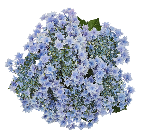 Гортензия крупнолистная (Macrophylla) Floria Blue 12 шт.