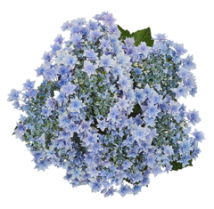 Гортензия крупнолистная (Macrophylla) Floria Blue 12 шт.