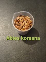 Teofrast Семена Пихта корейская Abies koreana