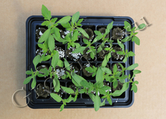 Мини - теплица, проращиватель семян инструкция growmir
