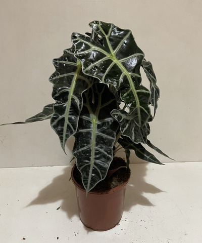 Алоказия Полли d17