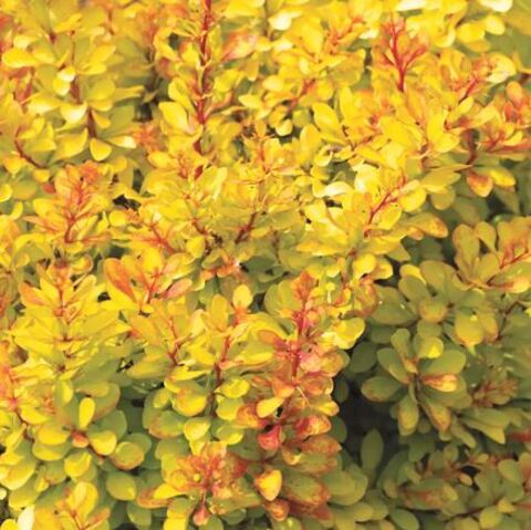 Барбарис Тунберга Саммер Сансет