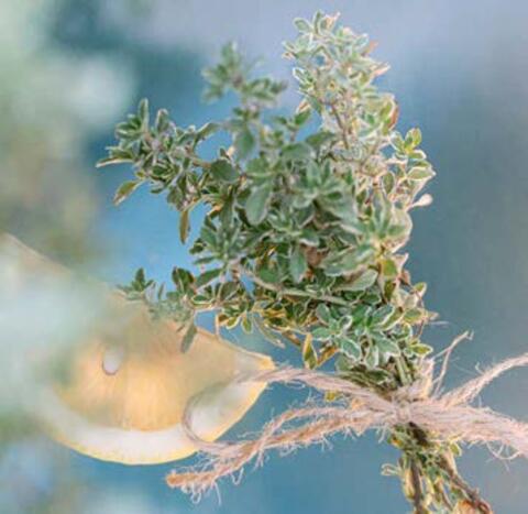 5504 Тимьян лимоннопахнущий Summerdreams Lemon Silver (Весна 2026)