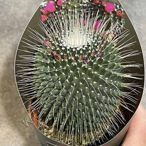 Маммиллярия Колючейшая Ун Пико d10