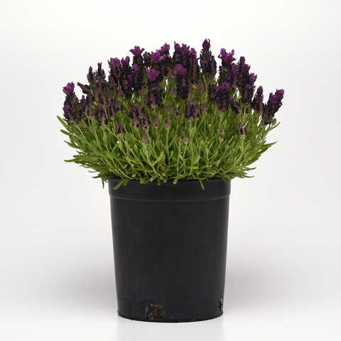 S4406 Лаванда BANDERA DEEP PURPLE 100 шт.
