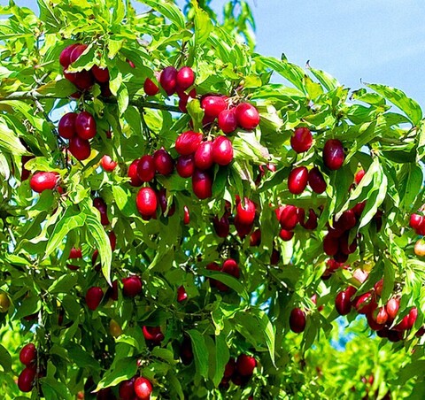 Кизил обыкновенный Джолико