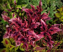 Tabasco колеус КСР