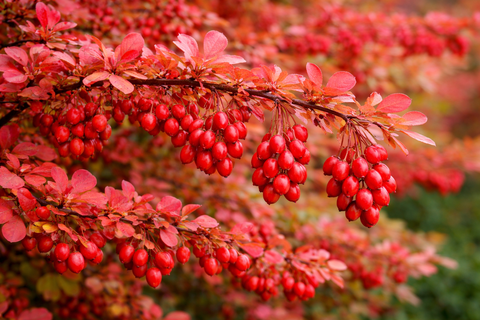 Барбарис Тунберга