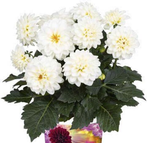 17187 Георгин Novation White (Весна 2026)