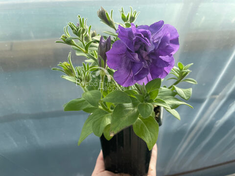 Петуния Тумбелина Компакт София