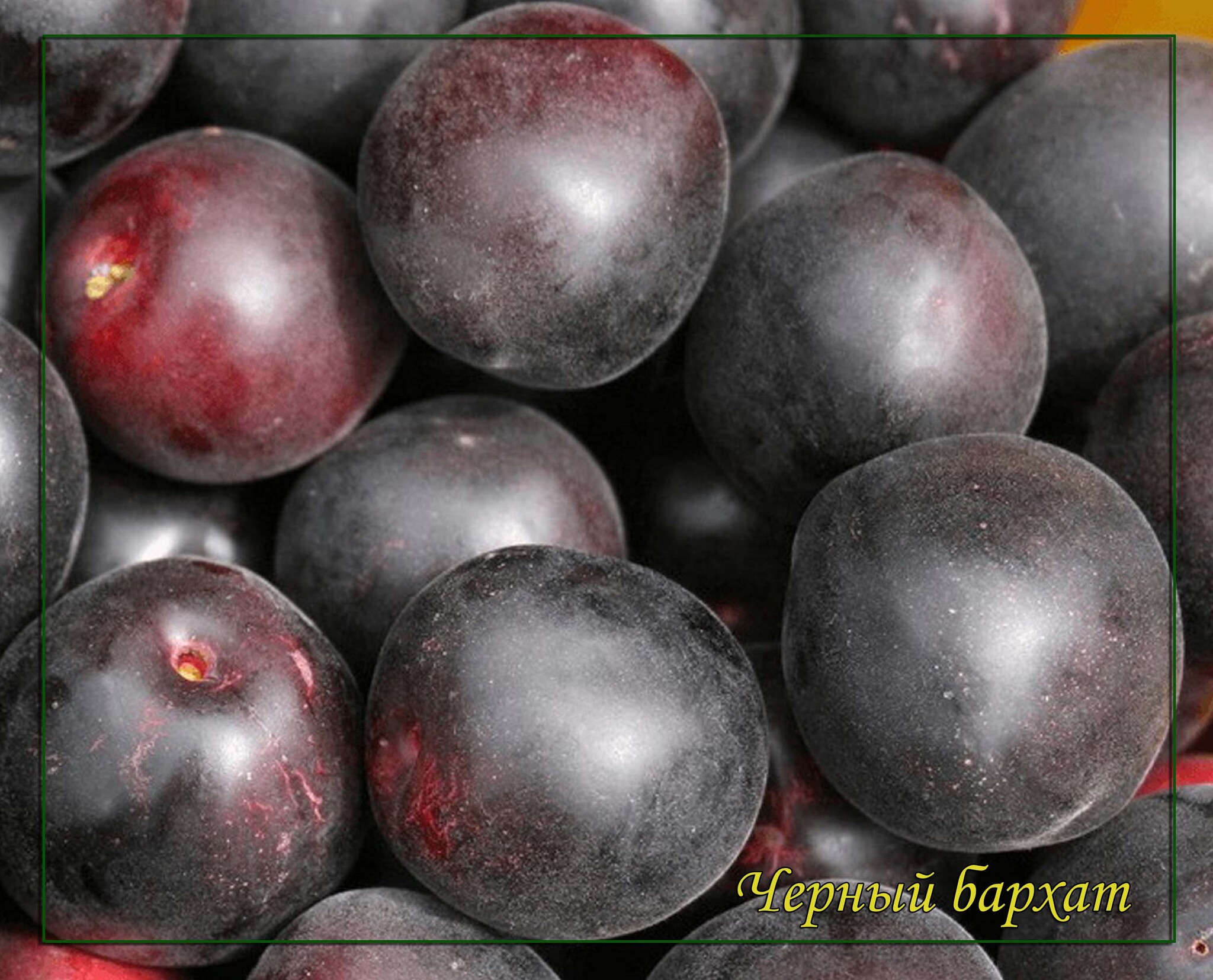 Абрикос черный принц. Гибрид слива персик абрикос шарафуга. Сорт абрикоса черный принц. Абрикос черный негус. Абрикос черный принц.