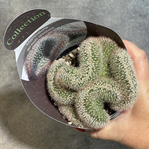 Маммиллярия Эрнеста кристата d10