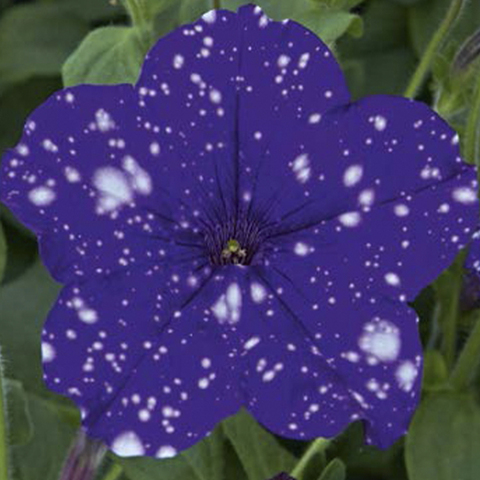 32336 ПЕТУНИЯ STARTUNIA BLUE