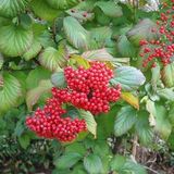 Купить семена Калина расширенная. Viburnum dilatatum | Семена и саженцы ...