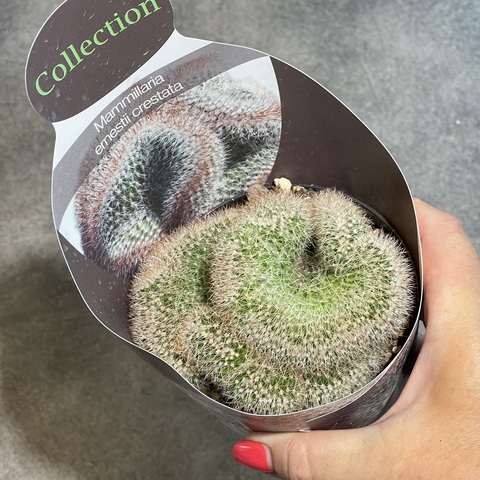 Маммиллярия Эрнеста кристата d10