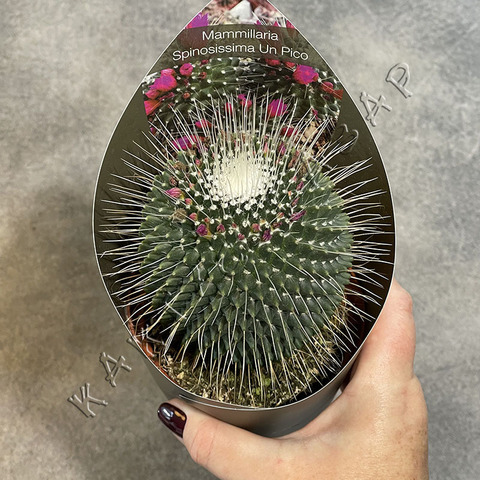 Маммиллярия Колючейшая Ун Пико d10