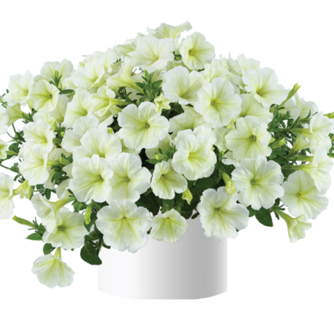 32236 Петуния CASCADIAS HINT OF LIME (ВЕСНА 2025)