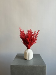 Китайский можжевельник красный