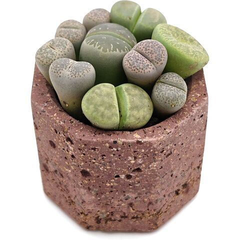 Литопс микс 217110