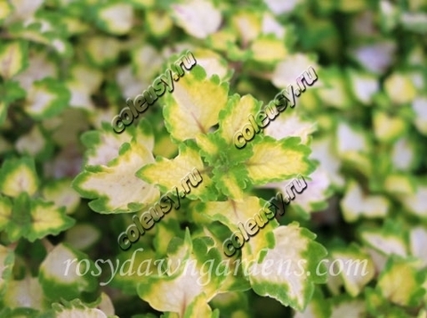 Yosemite колеус КСР