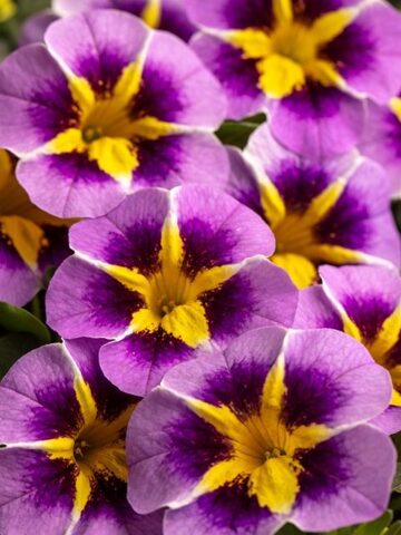 19284 Калибрахоа CALILOCO Starfire Lavender (Весна 2026)