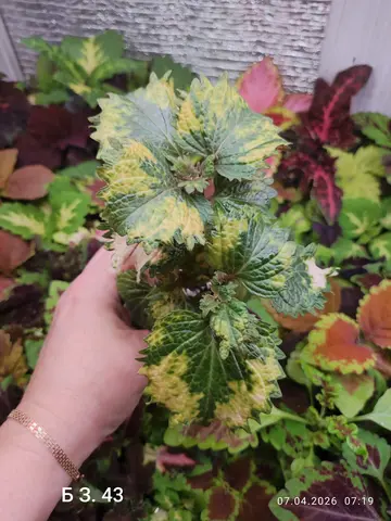 БЗ. 43 колеус