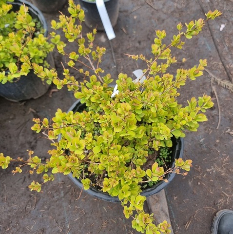 Спирея березолистная Тор Голд | Spiraea betulifolia Tor Gold (С7,5)