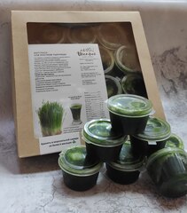 Витграсс сок ростков пшеницы 15 порций