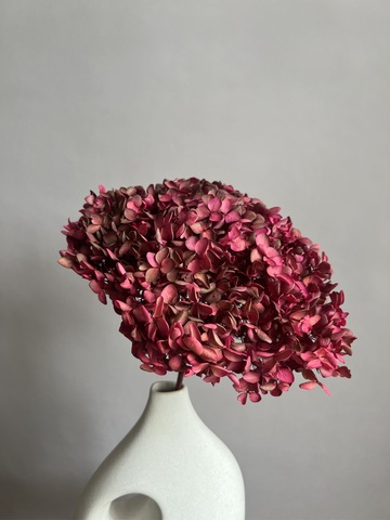 Гортензия стабилизированная вишнево-зеленая