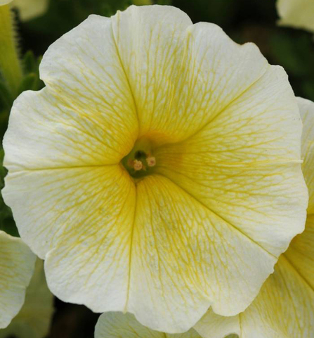 S5766 Петуния ампельная Easy Wave Yellow 5шт.