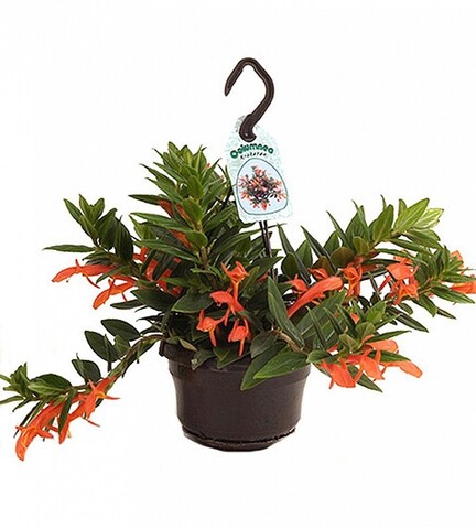 Колумнея (ампельная)