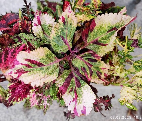 Без названия 15 колеус КСР