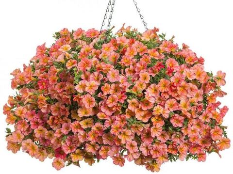 Калибрахоа Тропикал Санрайз