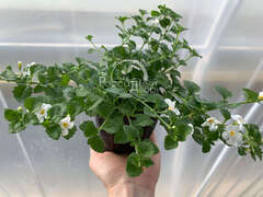 Бакопа белая