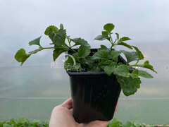 Бакопа белая