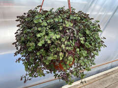 Каллизия зеленая в кашпо