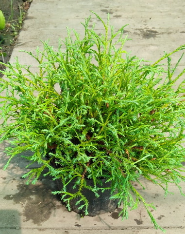 Туя западная Мистер Боулинг Болл | Thuja occidentalis Mr. Bowling Ball 10-20 см (P9)