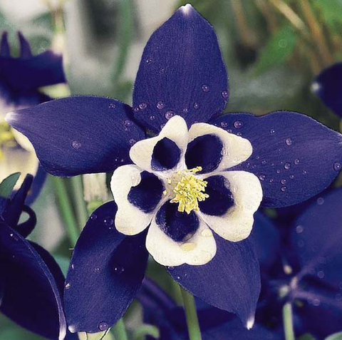 S1203 Аквилегия Spring Magic Navy and White 5шт.