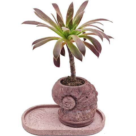 Суккулент Эониум Феникс