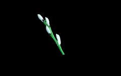 Силиконовый молд 