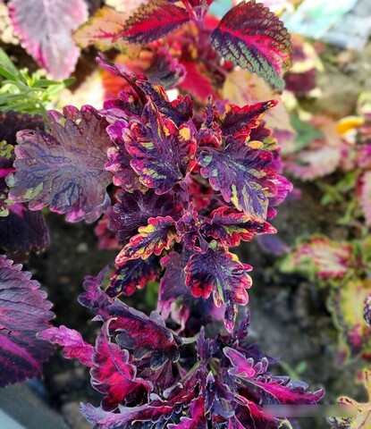 Богатая невеста LO колеус КСР