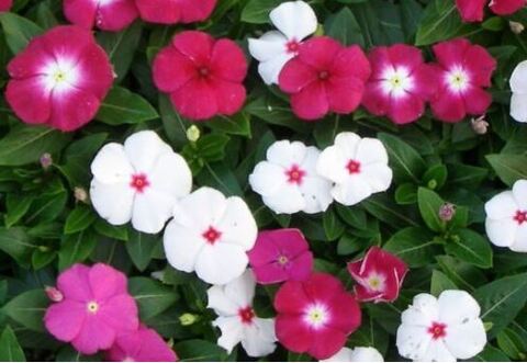 Катарантус Хитвэйв Микс