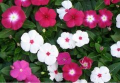 Катарантус Хитвэйв Микс