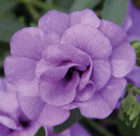 19379 Калибрахоа Calita Double Sky Blue (Весна 2026)